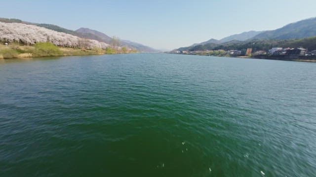Serene river with cherry blossoms