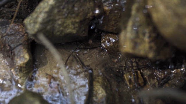 Water Streaming Between Forest Rocks