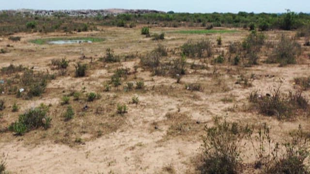 Wasteland with dry trees