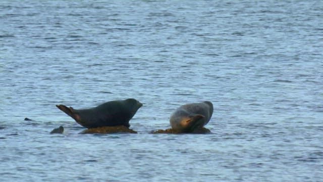 Seals resting on a sun-drenched rock in the middle of the sea