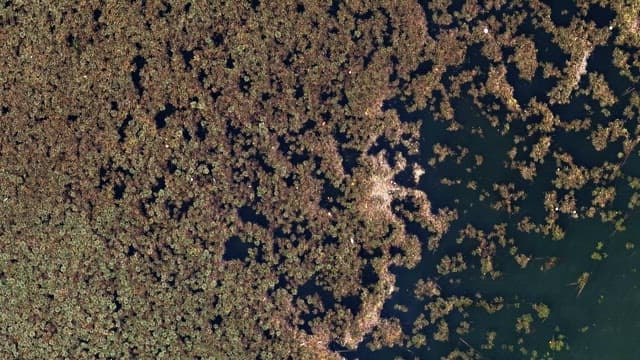 Dense aquatic vegetation on a lake