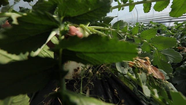 Harvesting a radish in a greenhouse