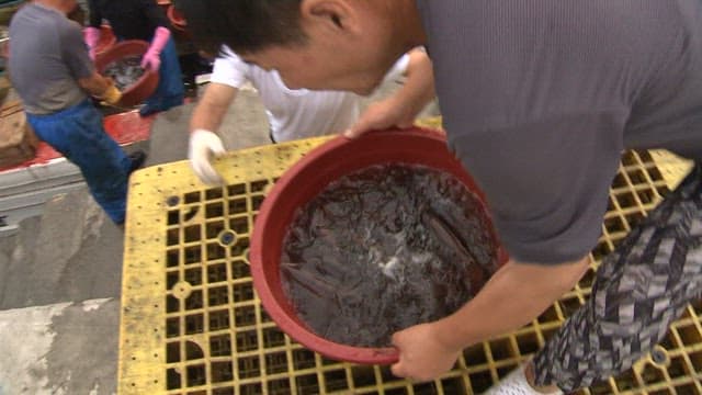 Fishermen Putting Fresh Squid into the Fishing Boat's Hold