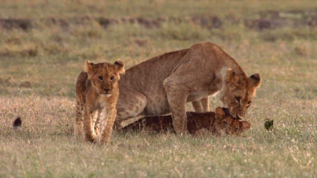 Lion cubs playing in the savannah