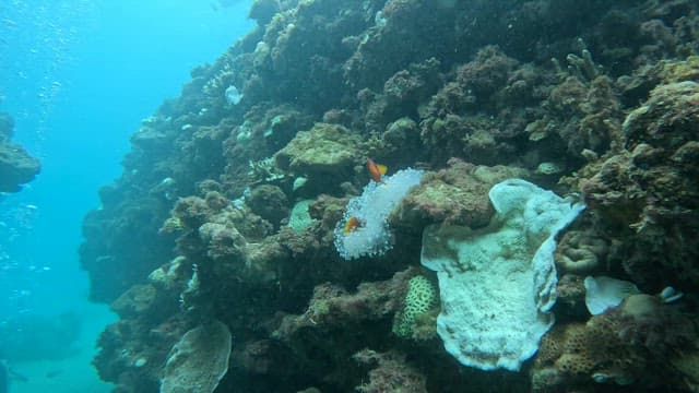 Clownfish swimming among coral reefs