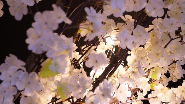 Cherry blossom decorations brighten up the interior