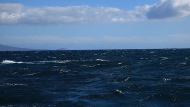 Whale Tail Emerging from Ocean Waves