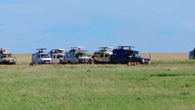 Safari vehicles observing a cheetah in the grasslands