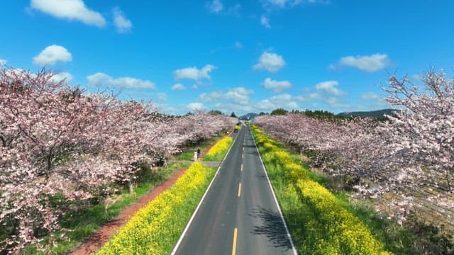 Cherry blossoms lining a scenic road