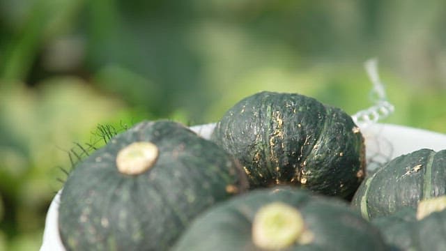 Green Pumpkins in a White Container