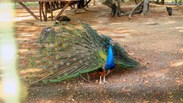 Peacock displaying its iridescent feathers in the zoo