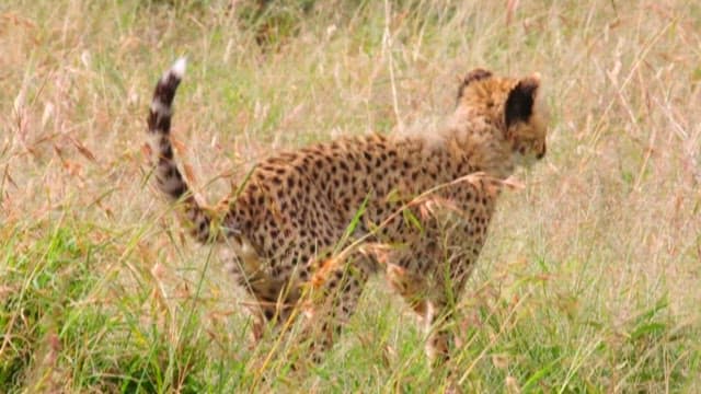Young Cheetah Trotting Through Grassland