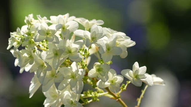 Blooming White Hydrangeas in Sunlight