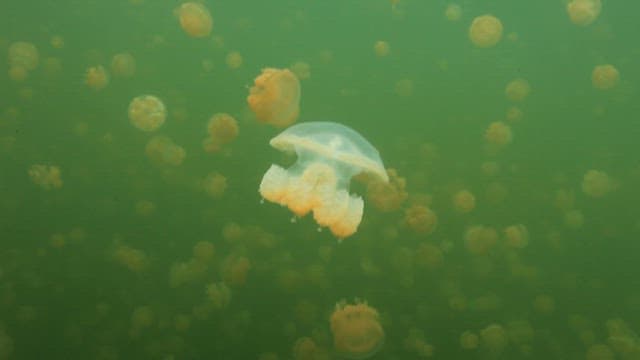 Jellyfish Swimming in Green Lake