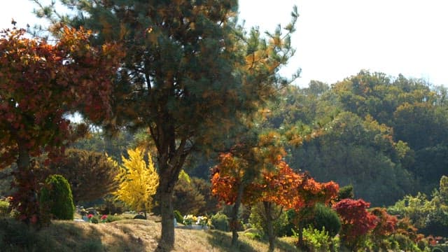 Autumn trees in a sunlit forest