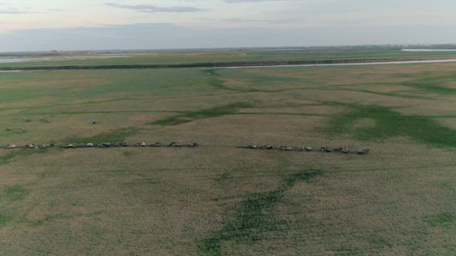 Caravan of Reindeer in Vast Open Landscape