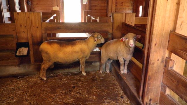 Two sheep inside a wooden barn on a farm