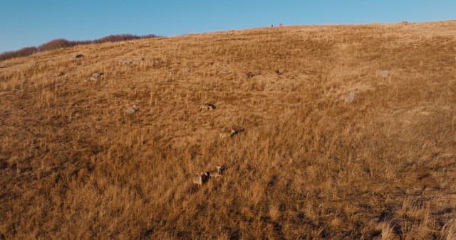 Deer Crossing a Vast Grassy Field