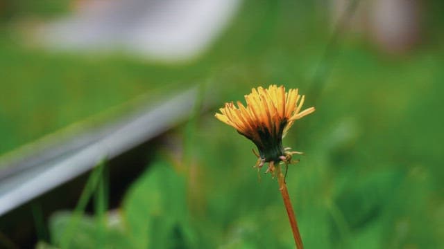 Blooming dandelion stem in a grassy field