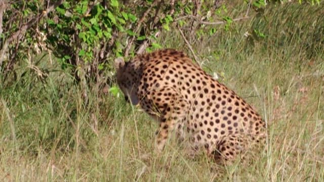 Cheetah Walking Through a Savannah Covered in Shrubs