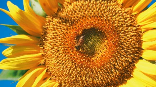 Bee on a blooming sunflower