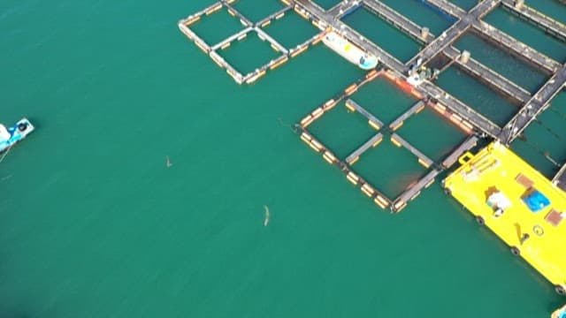 Dolphins swimming next to the fish farm