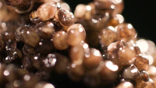 Caviar, Exclusive Ingredient from the Sea