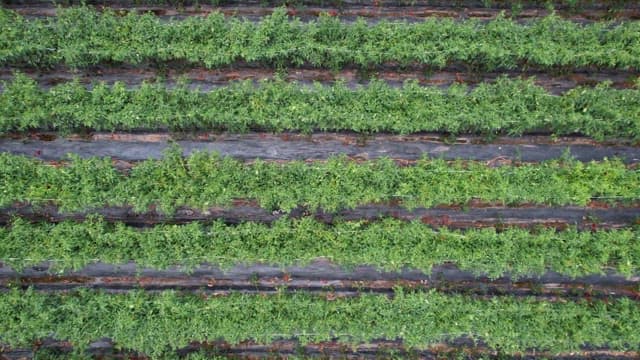 Rows of green crops in a pepper field