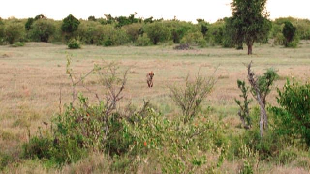 Hyena Wandering Through the Savannah