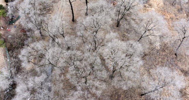 Snow-covered desolate forest full of leafless winter bare trees