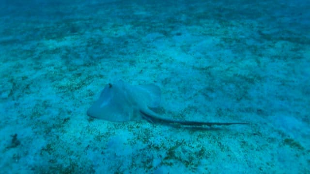 Stingray Swimming Over Ocean Floor