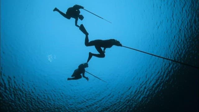People diving with harpoons to catch fish