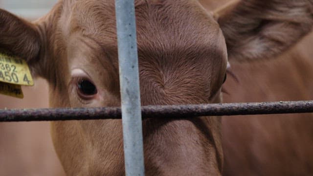 Cow's Eyes Looking Outside the Pen