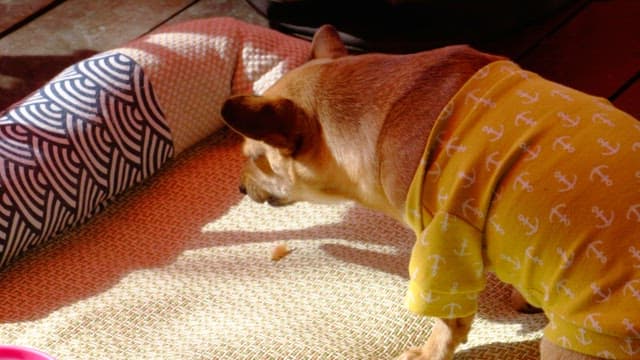 Puppy eating a snack on a mat in the sun