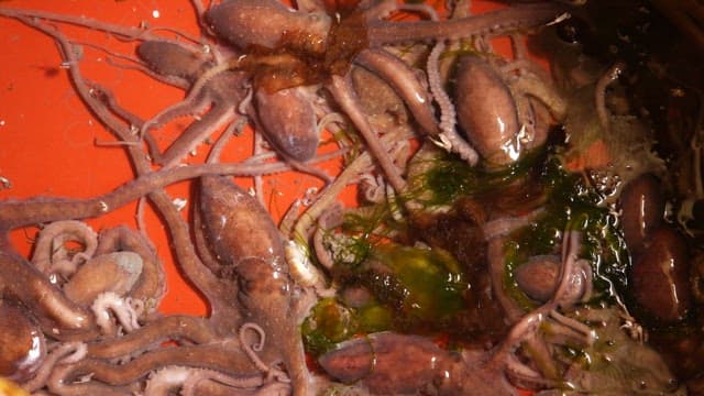 Octopuses in a red bucket with seaweed
