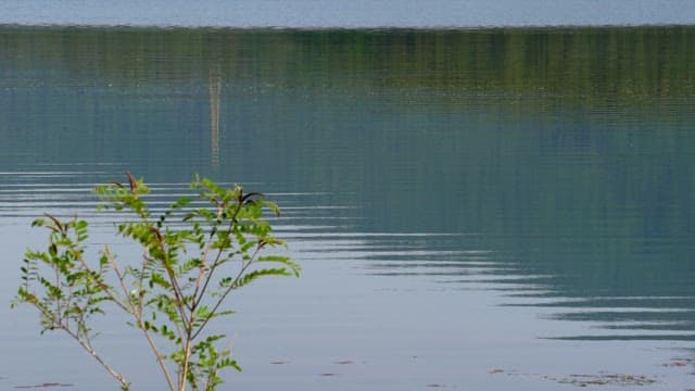 Calm lake with gentle ripples and reflection of green trees