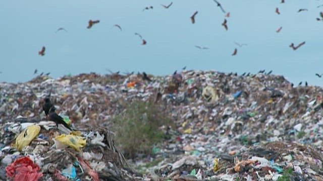 Birds Flying Over a Vast Landfill Site