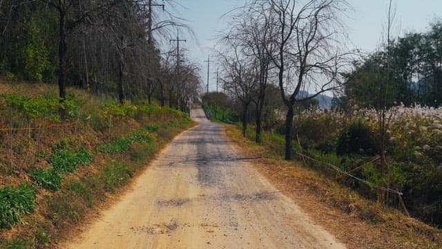 Empty rural dirt road lined with bare trees