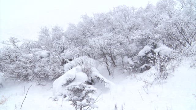 Serene snow-covered forest