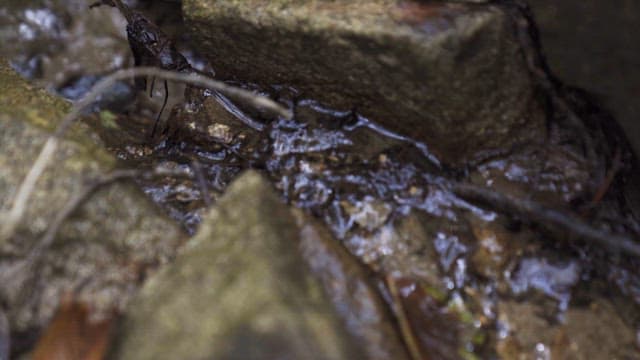 Water Streaming Between Forest Rocks