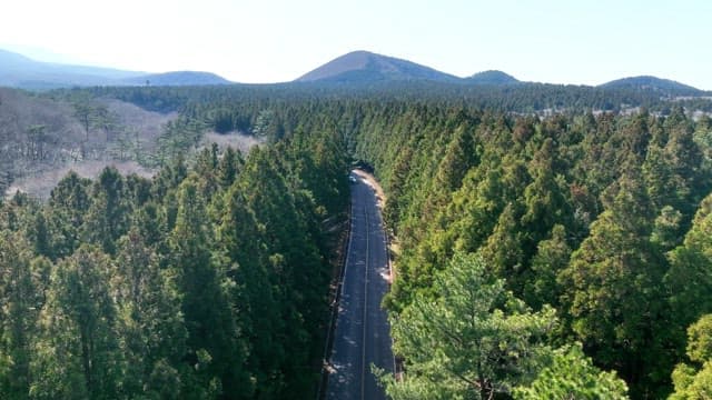Scenic road through a dense forest