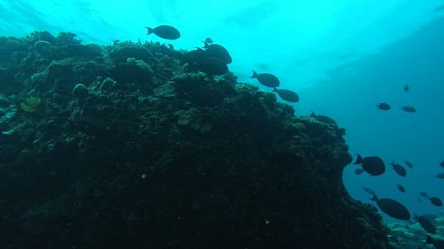 Vibrant underwater scene with fish