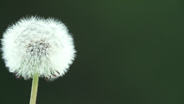 Dandelion seeds floating in the breeze