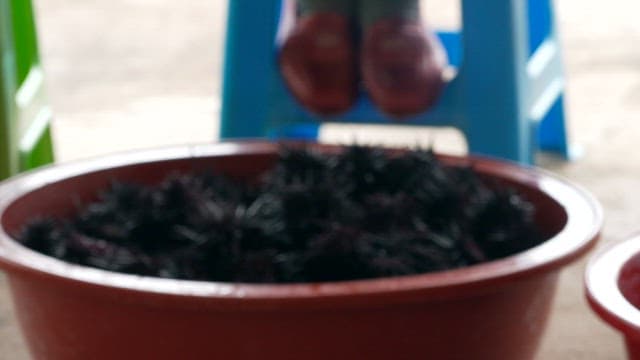Sea Urchins Filled in a Rubber Basin