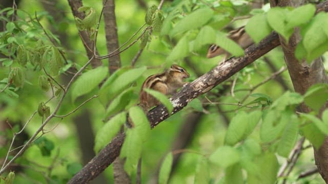 Squirrels in a Lush Green Forest