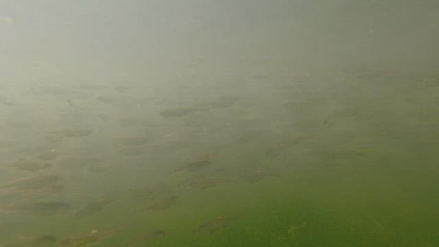 School of fish swimming calmly underwater