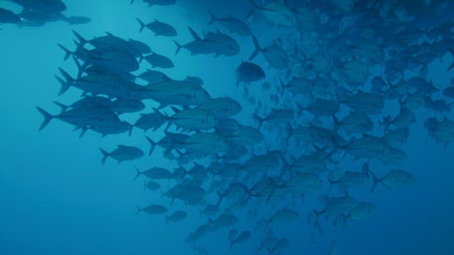 Serene Underwater Scene with School of Fish