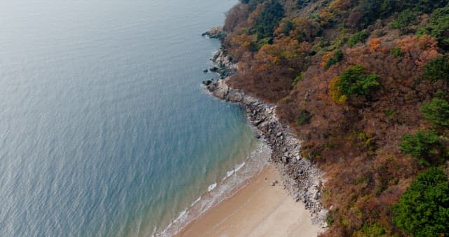 Forest with Colored Leaves and Blue Sea