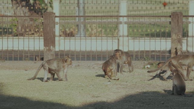 Monkeys Moving in Groups on the Ground