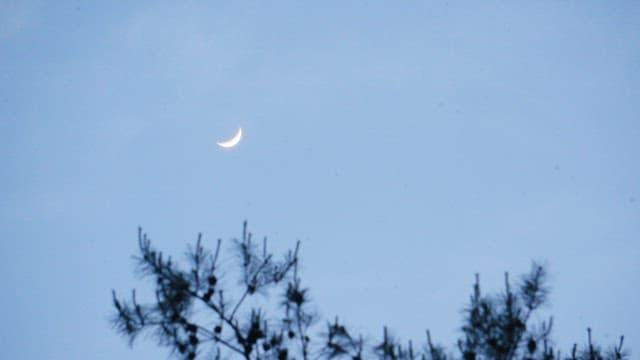 Crescent moon visible behind tree branches in the early evening sky